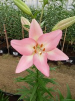 [4077 Moleto VH No02.JPG]